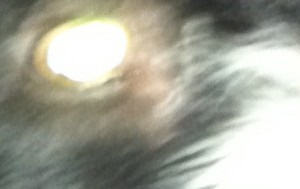 DanaMajor Pan in Billy's eye