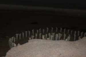 IMG_0555