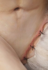 Infiltrator Sutures