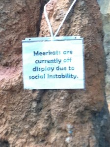 Meerkats